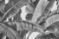 Tropical Leaf Dream - Monochrome wallpaper
