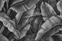 Banana Leaf Jungle in Black & White wallpaper