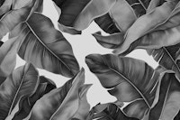 Tropical Banana Leaf Canopy - Monochrome wallpaper