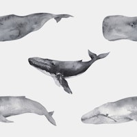 Whales of the Ocean Pattern S carta da parati