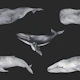 Majestic Whales Pattern S