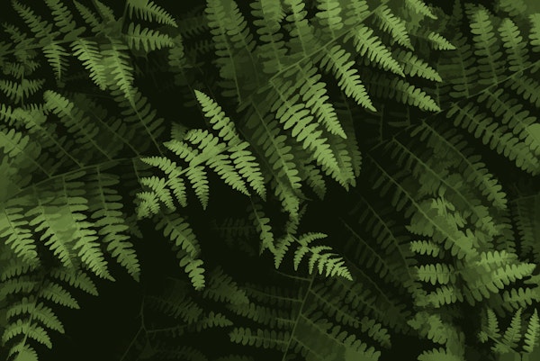Lush Green Fern Background