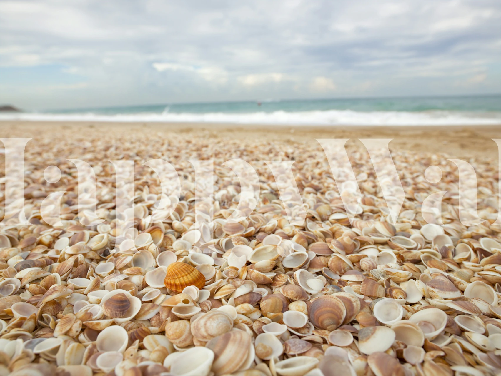 Seashell wallpaper in a room