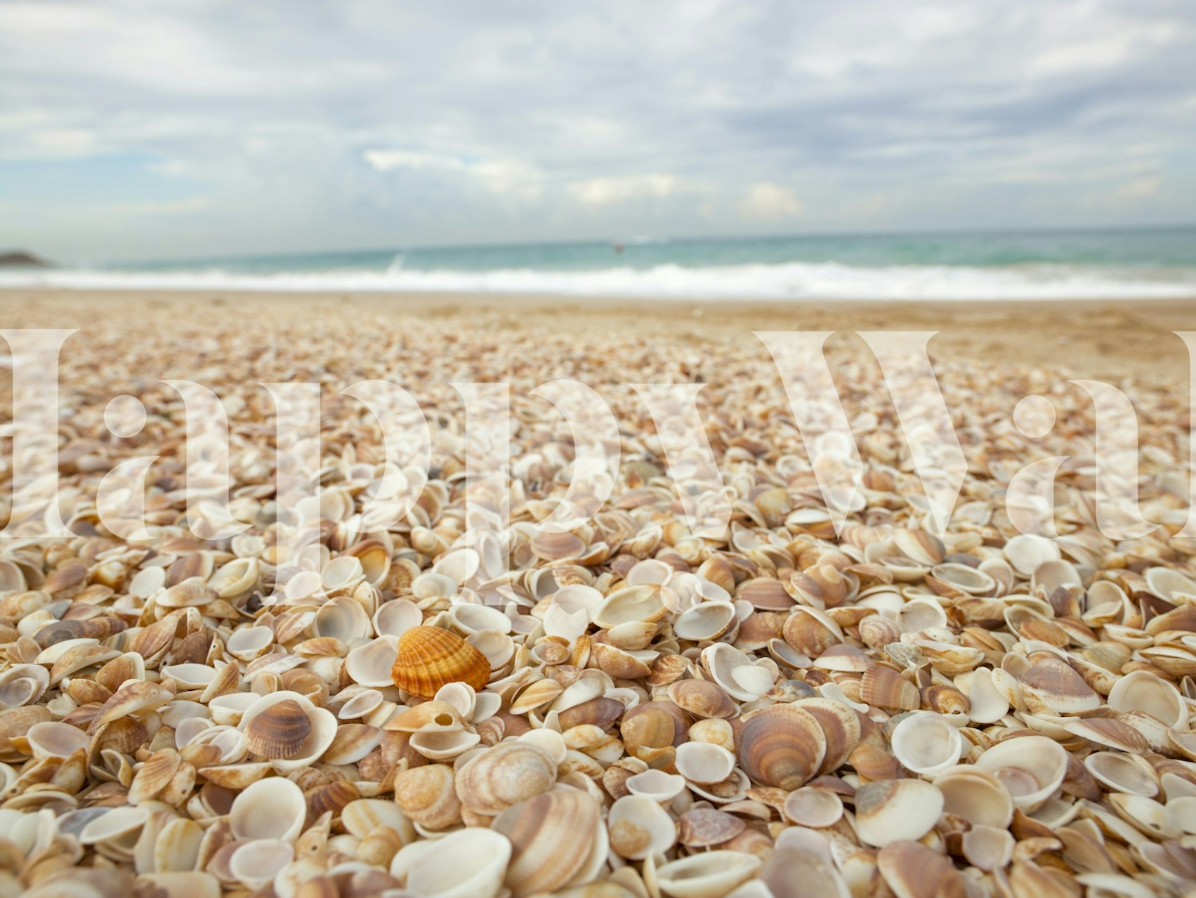 Seashell wallpaper i ett rum