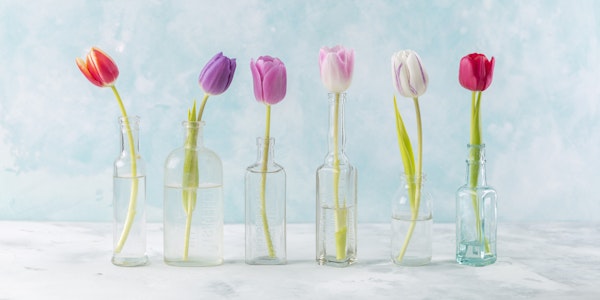 Spring Tulips in Clear Vases