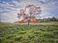 Autumn Tree Sunrise Meadow tapetit
