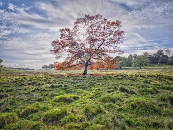 Autumn Tree Sunrise Meadow