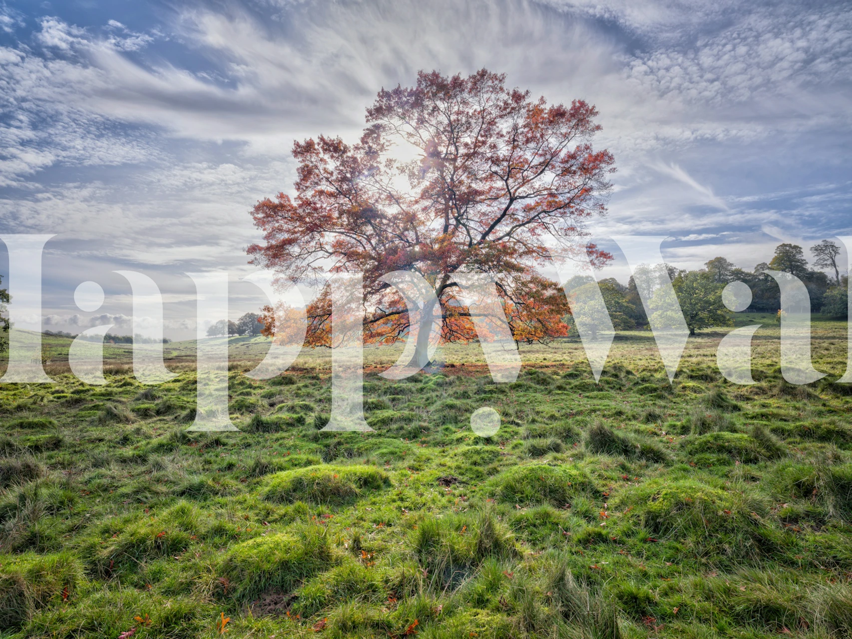 Autumn Tree Sunrise Meadow wallpaper in a room
