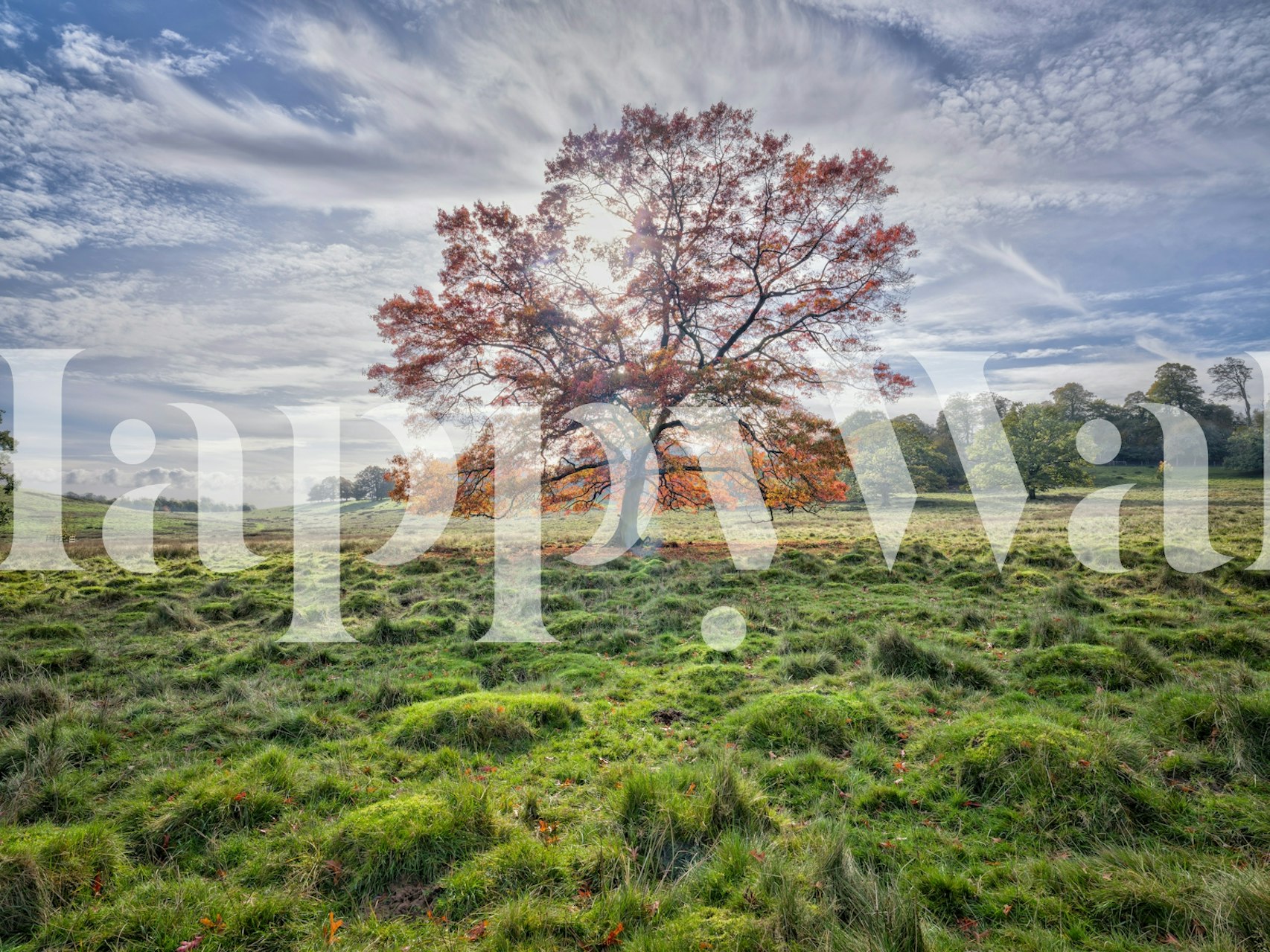Autumn Tree Sunrise Meadow wallpaper in a room