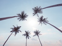 Tropical Palms Sky View wallpaper