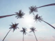 Tropical Palms Sky View