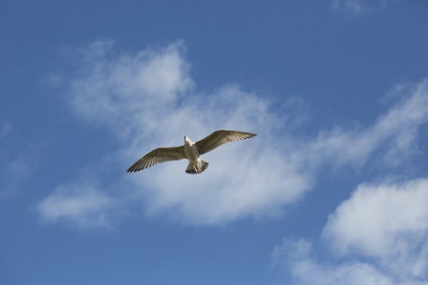 Sea Gull On Blue Sky