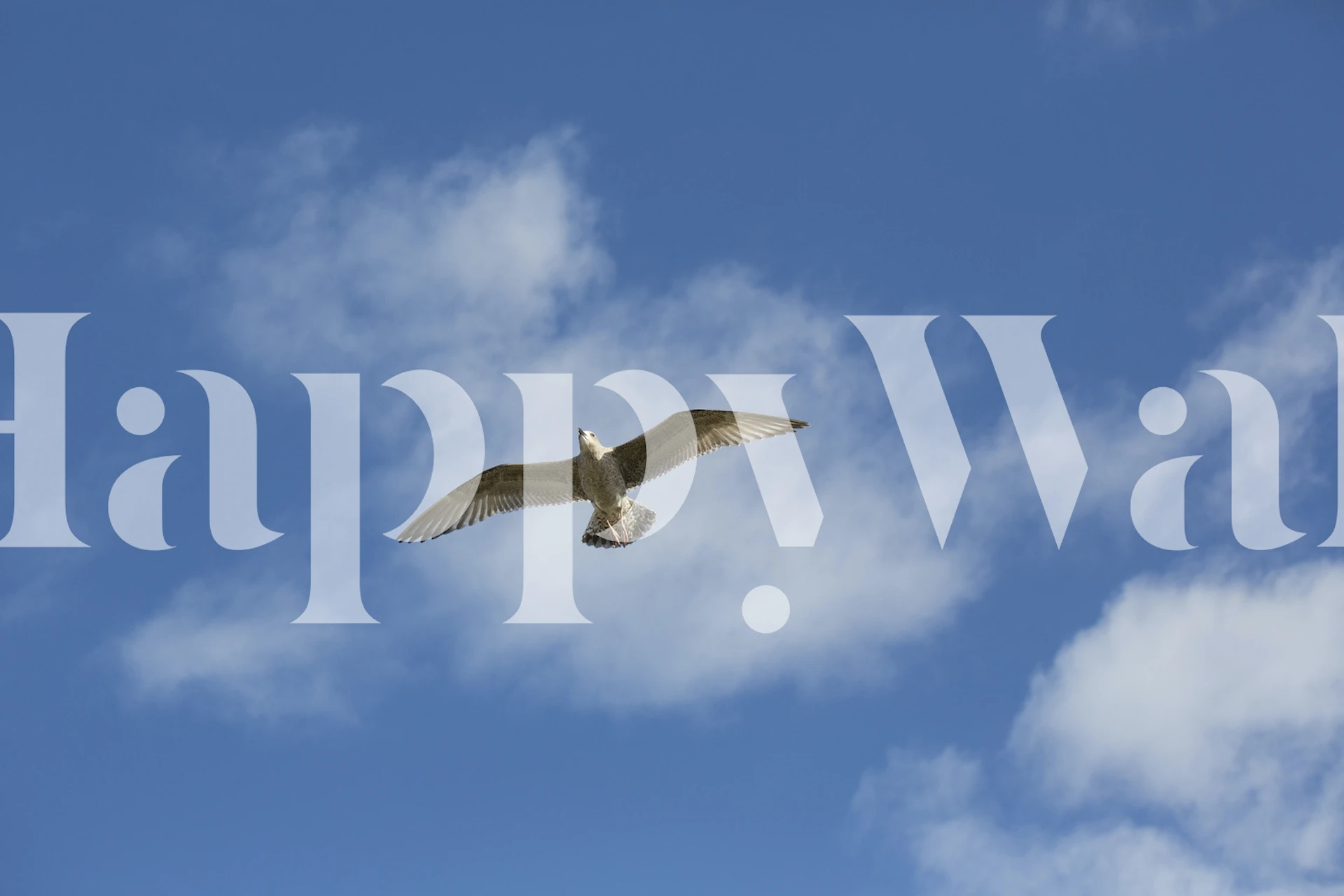 Sea gull soaring in blue sky with fluffy clouds wallpaper