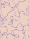 Lavender Ribbon Bows