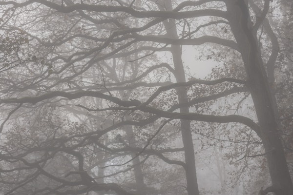 Misty Forest Branches