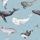 Ocean Wildlife Pattern M