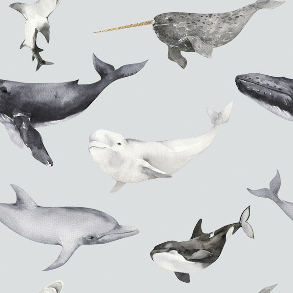 Whales & Dolphins Pattern M