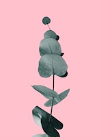 Eucalyptus Delight Glam 2 tapety