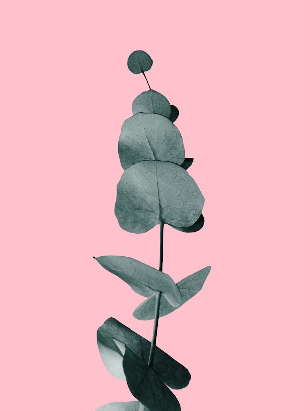 Eucalyptus Delight Glam 2