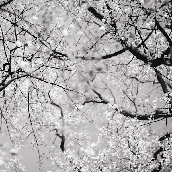 Tree Elegant Sakura Blossom Branches
