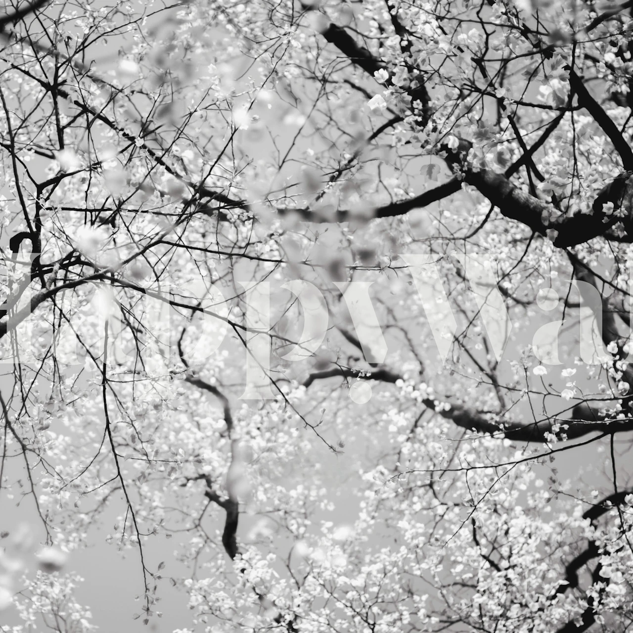 Tree Elegant Sakura Blossom Branches tapet i et rom