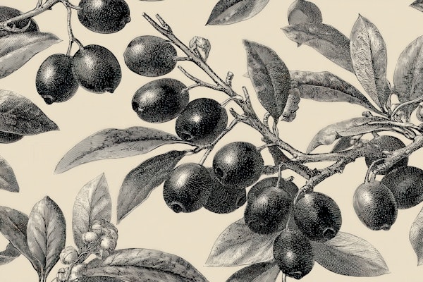 Vintage Olive Botanical Engraving