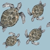 Sea Turtle Pattern M tapete