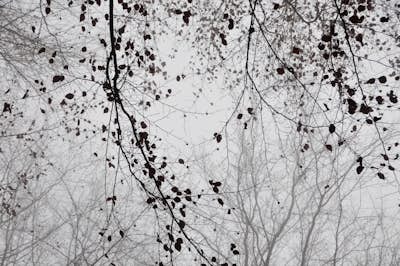 Τοιχογραφία