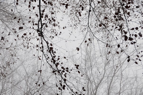 Leaves and branches silhouettes black and white