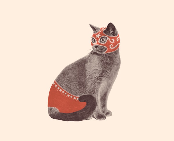 Wrestling Cat