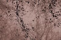 leaves and branches silhouettes dusty pink tapety