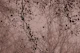 leaves and branches silhouettes dusty pink