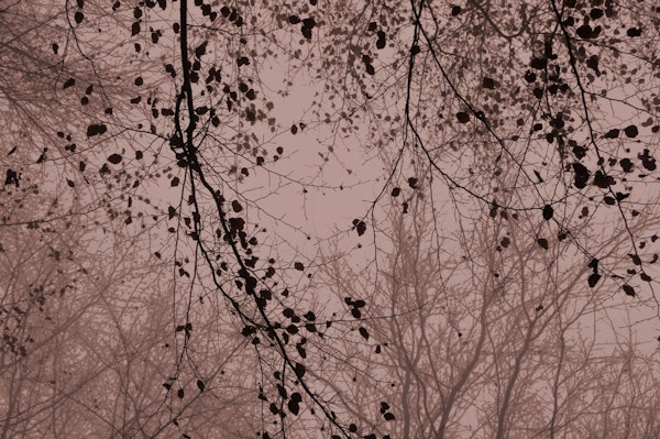leaves and branches silhouettes dusty pink