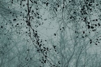 leaves and branches silhouettes dusty blue tapety