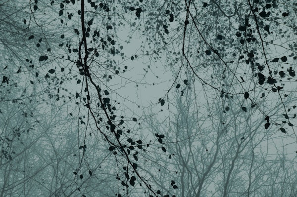 leaves and branches silhouettes dusty blue
