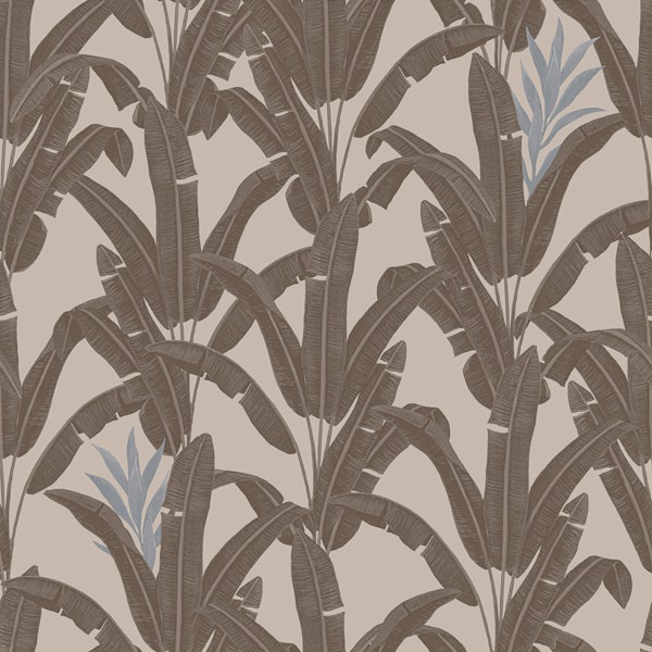 Mocca Blue Bananeiras