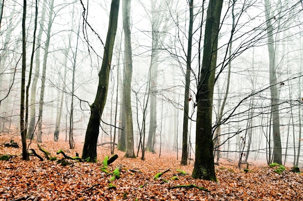 fog in the forest