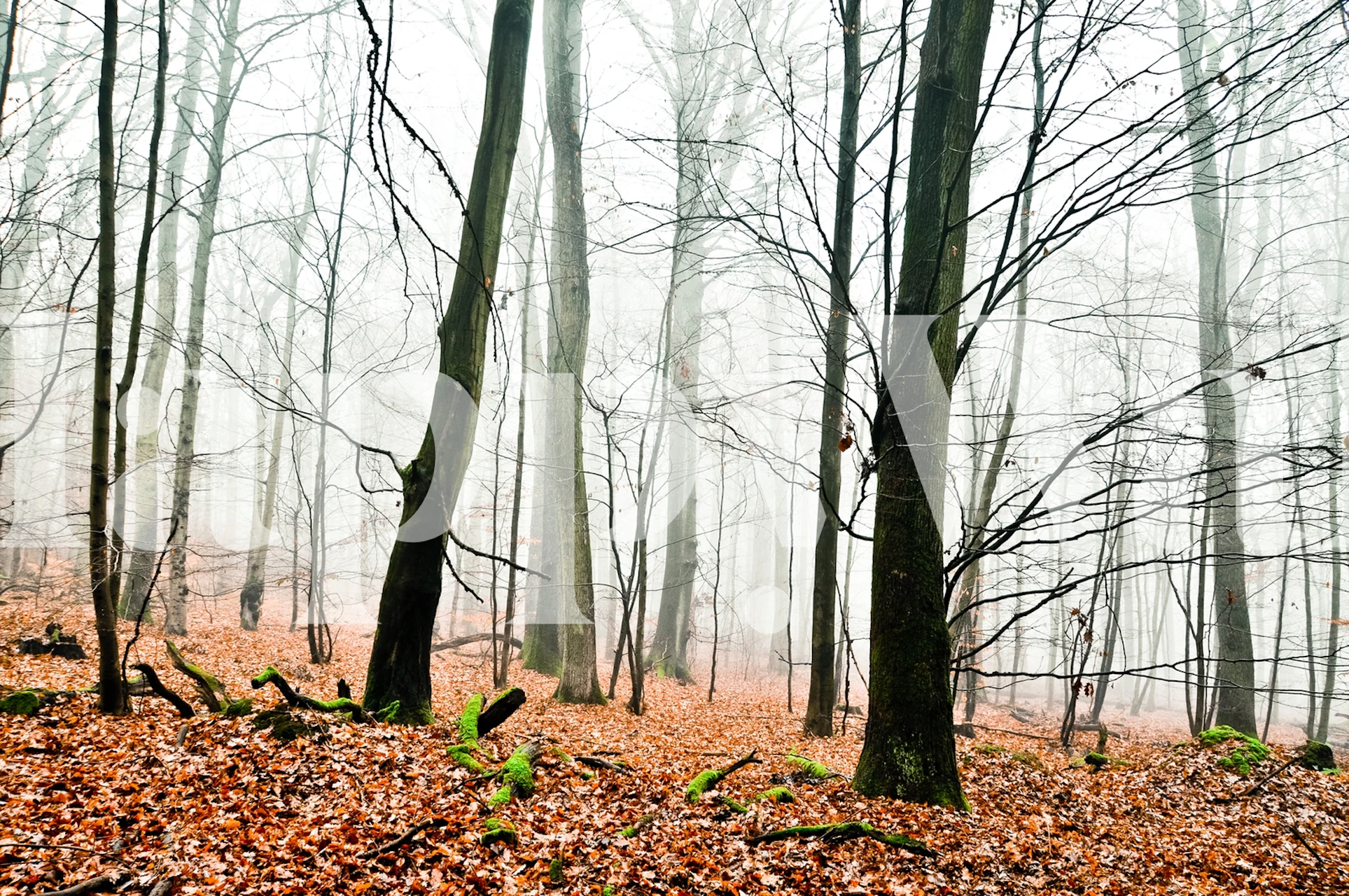 Tåget skovvægmaleri med træer, der falmer ind i tåge