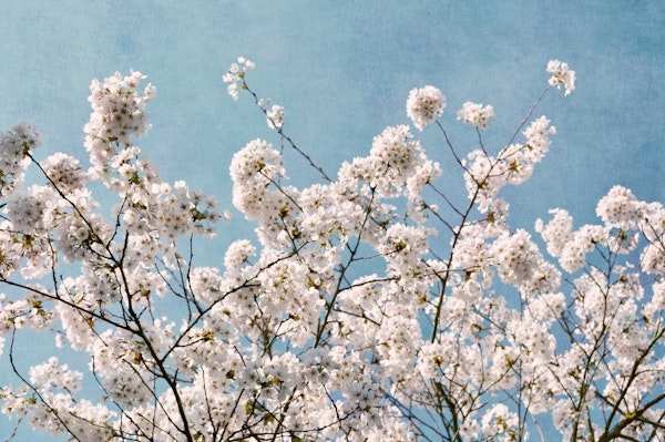 blue sky blossoms