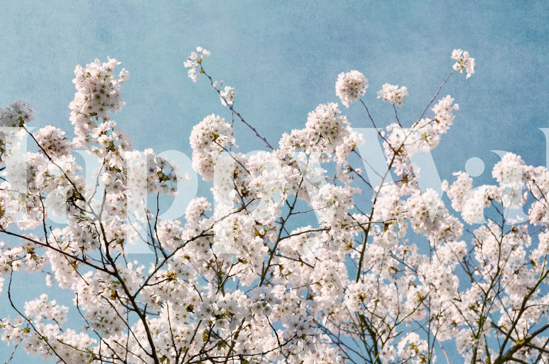 Blue sky blossoms wallpaper in a room