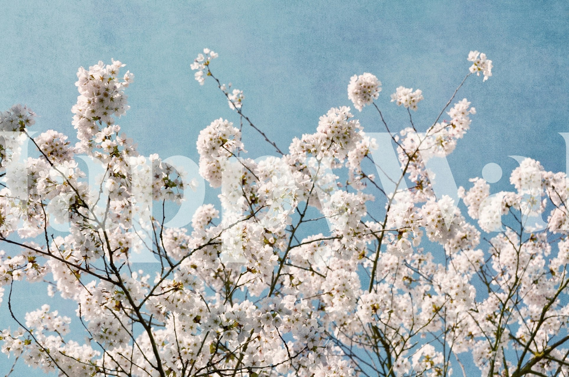 Blue sky blossoms wallpaper in a room