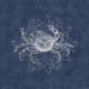 Crab & Algea - Navy Blue