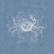 Crab & Algea - Misty Blue