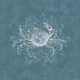 Crab & Algea - Aquamarine