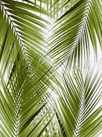 Green Palm Leaves Dream 3a ταπετσαρία