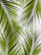 Green Palm Leaves Dream 3a