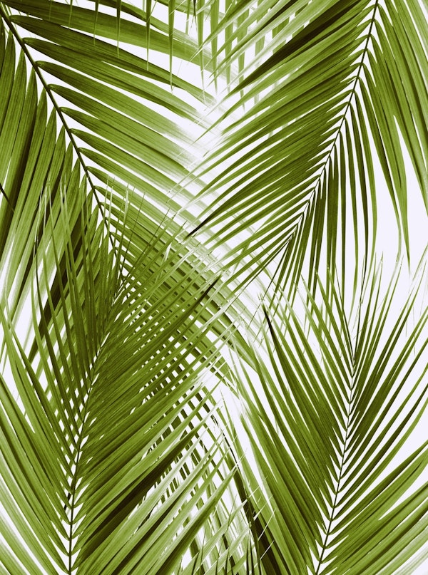 Green Palm Leaves Dream 3a