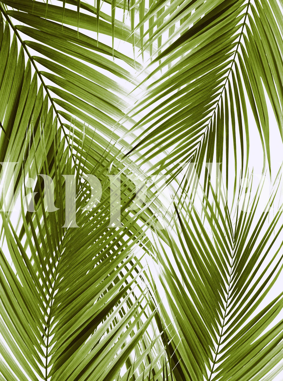Green tropical palm leaves wallpaper, botanical design