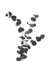 Eucalyptus Dream 3 tapete