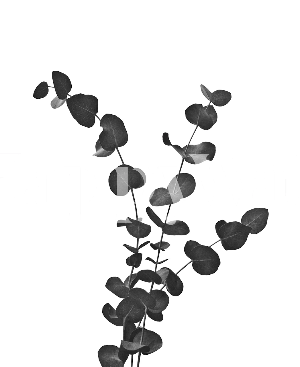 Crno-bijeli zidni mural s listovima eukaliptusa za spokojan ambijent sobe